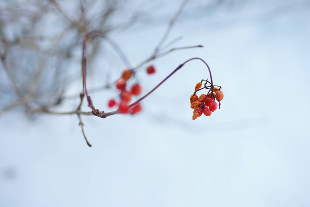 Hawthorn bush branch close up with red berries in a snowy garden - Foto, imagen