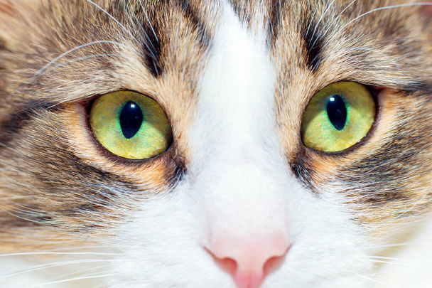 Beautiful green cat eyes close up. Pet portrait. Greeting card with a fluffy animal - Photo, Image