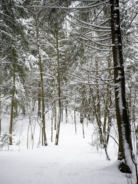 winter forest, bare trees, a lot of snow, no people - Foto, imagen