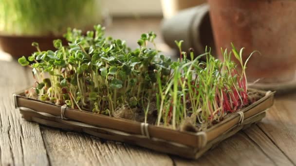Raw sprouts, microgreens, healthy eating concept. Sprouting Microgreens. Seed Germination at home. Vegan and healthy eating concept. Growing sprouts. Organic foods - Footage, Video