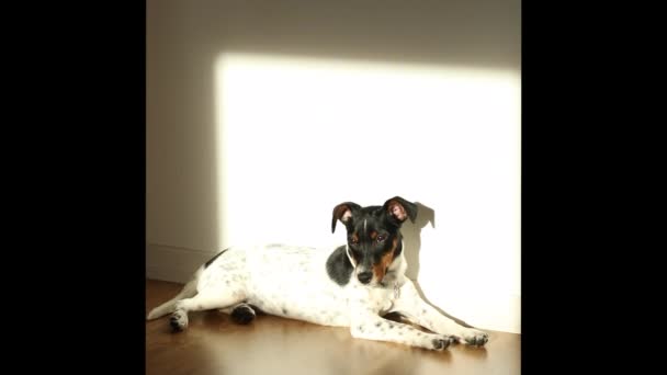 Un pequeño perro blanco cachorro raza Jack Russel Terrier con hermosos ojos pone  - Imágenes, Vídeo