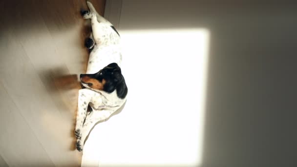 Een kleine witte hond puppy ras Jack Russel Terrier met mooie ogen ligt  - Video