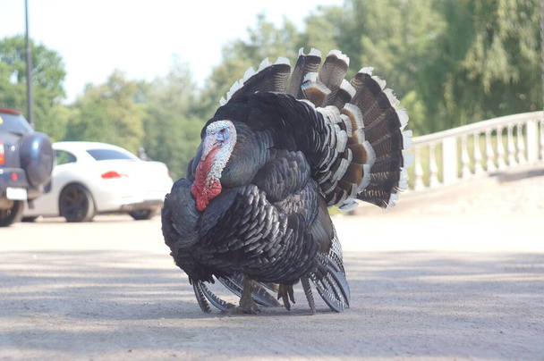 adult male turkey alone on the road - Foto, Imagen