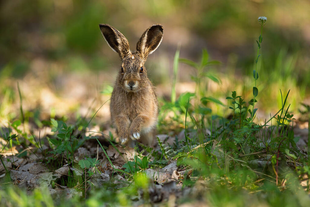 Cute brown hare jumping closer on grass in spring nature - Photo, Image
