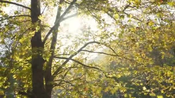 Sonnenstrahlen scheinen durch Äste - Filmmaterial, Video