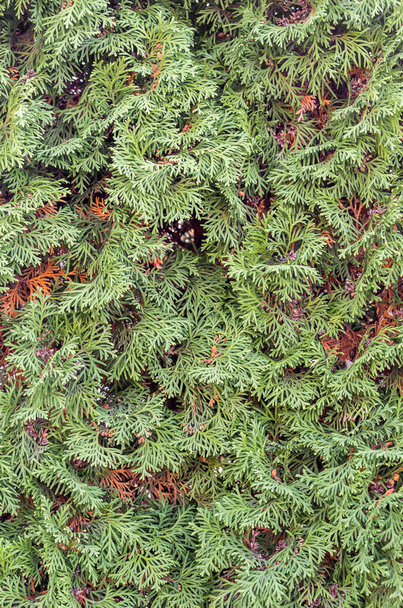 Thuja occidentalis as natural background. Close up. - Photo, Image