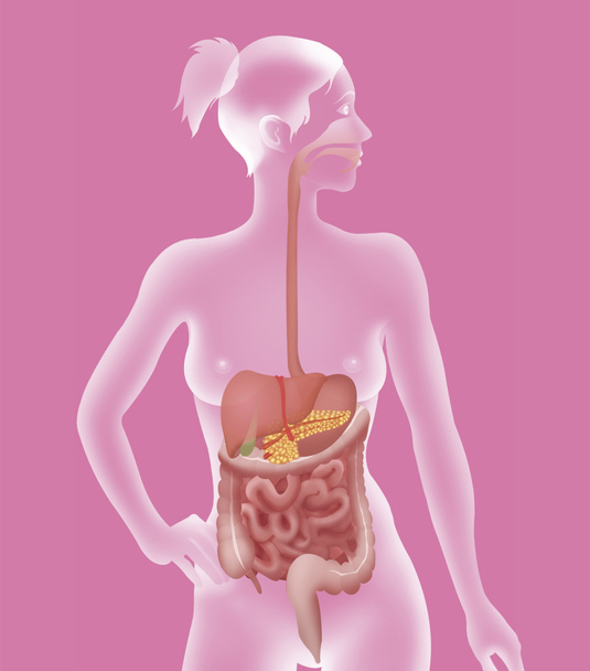 Sistema digestivo - Foto, imagen