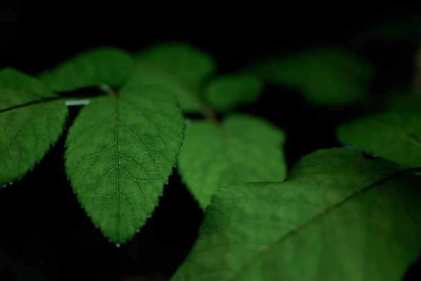 Green plant leaves against a black background. side view. decorative. light painting. selective focus . - Photo, Image