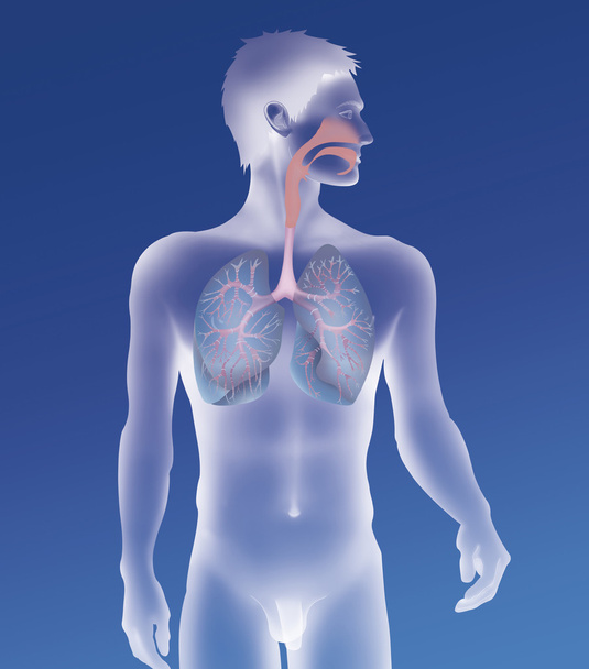 Sistema pulmonar
 - Foto, imagen