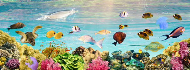 Víz alatti világ. A Vörös-tenger korallhalai. Egyiptom - Fotó, kép