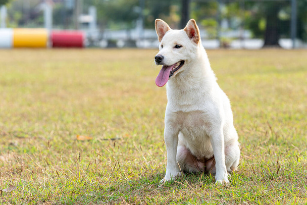 Shiba Inu bianco o Hokkaido Inu. Cane bianco in piedi nel parco giochi. Shiba inu cane il cortile. - Foto, immagini