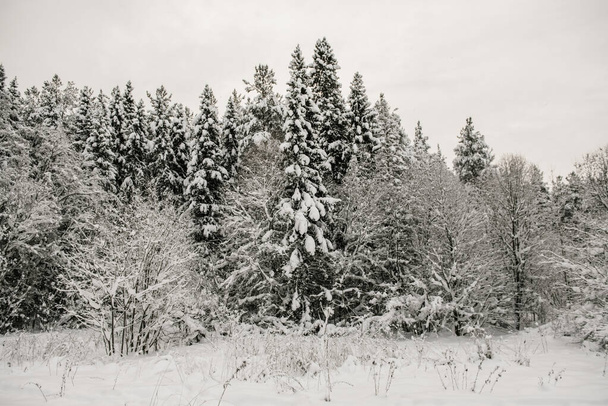 Χιονισμένο δάσος καλυμμένο με παχύ στρώμα χιονιού. - Φωτογραφία, εικόνα