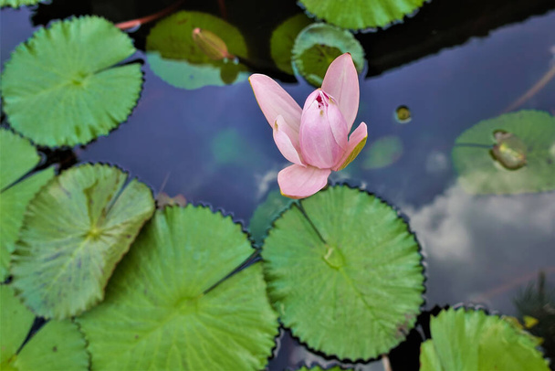 Half-open lotus flower. Delicate pink petals on a background of green leaves. Reflection of the sky in the water. Thailand - Photo, Image