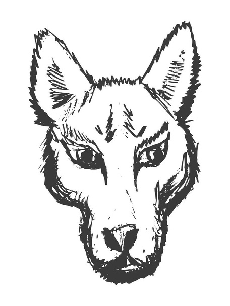 Cabeza de lobo, depredador malvado y peligroso. Dibujado a mano, ilustración vectorial en blanco - Vector, imagen