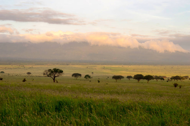 Wschód słońca nad sawanną w Parku Narodowym Tsavo East, Kenia - Zdjęcie, obraz