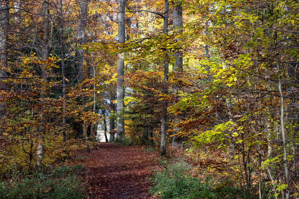 Forêt de Bad Vilbel en automne, Hesse, Allemagne - Photo, image