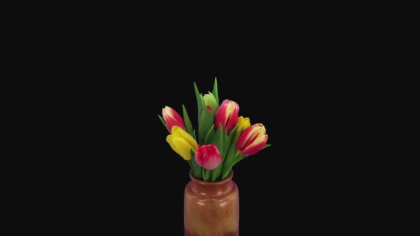 Upływ czasu otwarcia wielobarwnego bukietu tulipanów w wazonie izolowanym na czarnym tle - Materiał filmowy, wideo