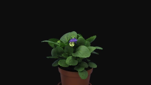Time-lapse του ανοίγματος λευκό και μωβ άνθος (Viola tricolor) σε RGB + ALPHA ματ μορφή απομονώνονται σε μαύρο φόντο - Πλάνα, βίντεο
