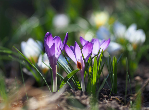 De beaux crocus de printemps délicats sur un lit de fleurs - Photo, image