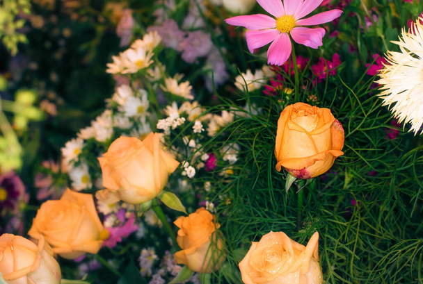 beautiful flowers wall background with amazing roses - Fotografie, Obrázek