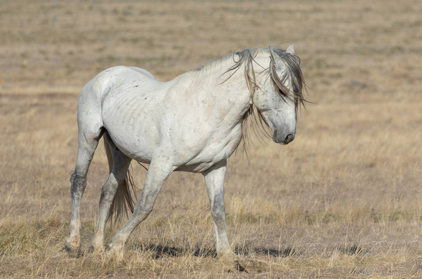 a majestic wild horse in spring in the Utah desert - Photo, Image