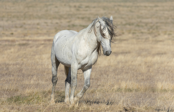 majestatyczny dziki koń wiosną na pustyni Utah - Zdjęcie, obraz