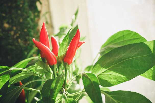 Стручки красного острого перца на зеленом растении, мягкий фокус - Фото, изображение