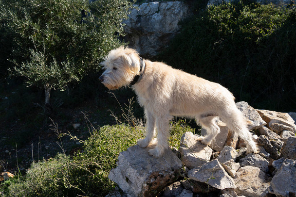 A mixed breed, golden colored dog, standing on a pile of rocks in the sunlight. - Fotó, kép
