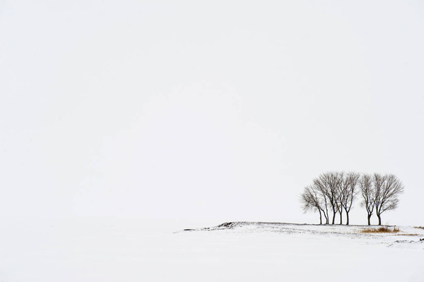 Zimowy krajobraz w minimalistycznym stylu. Grupa drzew na półwyspie w pochmurny dzień na brzegu lodowatego i pokrytego śniegiem jeziora. - Zdjęcie, obraz