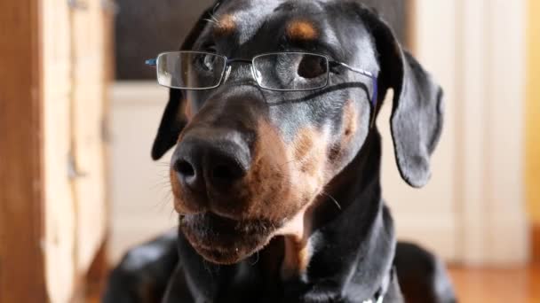 Vicces gondos kutya szemüveget visel. - Felvétel, videó