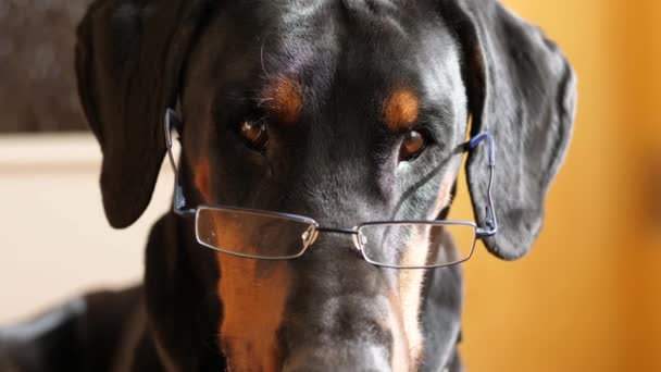 Divertente cane riflessivo che indossa occhiali da vista - Filmati, video
