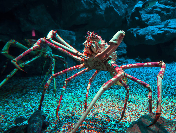 Captive spider crab example - Photo, Image