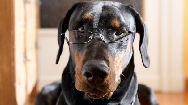 Divertido perro pensativo con gafas graduadas - Foto, imagen