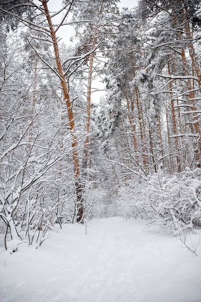 Winter. Schnee. Winterwald. Bäume im Schnee. Spaziergang. - Foto, Bild