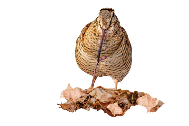 Pájaro aislado. Woodcock. Fondo blanco. Bird: Eurasian Woodcock. Scolopax rusticola. - Foto, imagen