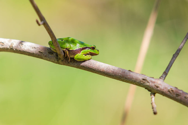 Зеленая древесная лягушка - Hyla arborea, сидящая на дереве в лесу. - Фото, изображение