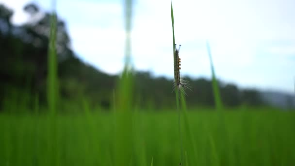 Housenka z motýla morušového (Yponomeuta padella) šplhající na rýžové rostliny. - Záběry, video