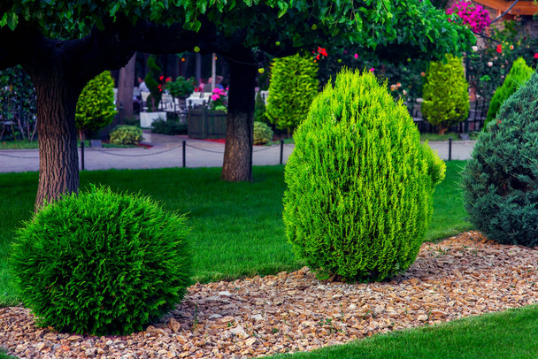 Landscaping of a backyard garden with evergreen conifers and thuja mulched by yellow stone in a spring park with decorative landscape design, on background trees and path nobody. - Photo, Image