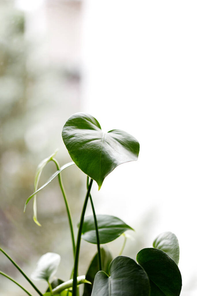 gran planta de monstera verde brillante en una ventana. - Foto, imagen