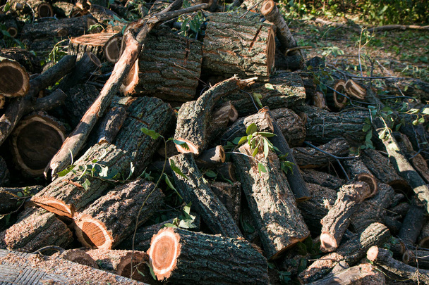 Viejos árboles peligrosos están siendo talados en las ciudades. El proceso de aserrar un tronco de árbol. Los troncos de los árboles cortados fueron cortados en troncos. - Foto, Imagen
