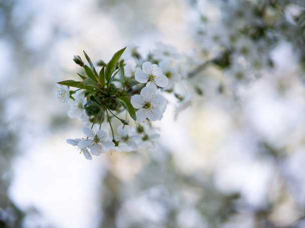 Flor de cerejeira, ramos, flores. Fundo da primavera - Foto, Imagem