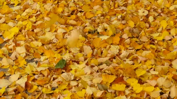 autumn leaves falling yellow background time lapse - Footage, Video