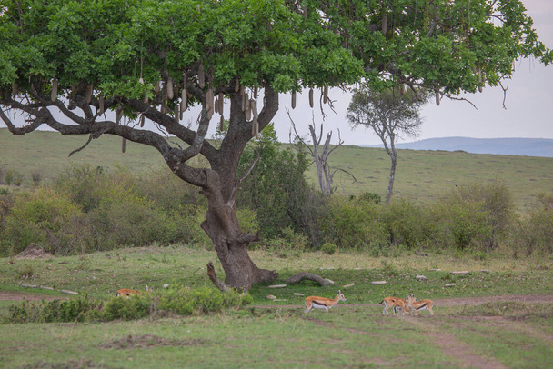 Masai Mara Oyun Rezervi, Kenya 'da Thomson Gazella - Fotoğraf, Görsel