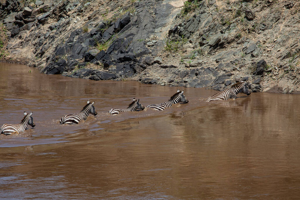 Зебры пересекают реку Мара в заповеднике Масаи Мара в Кении - Фото, изображение