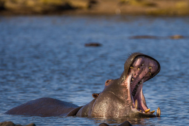Hipopótamo mostrando mandíbula y dientes enormes, Sudáfrica - Foto, imagen