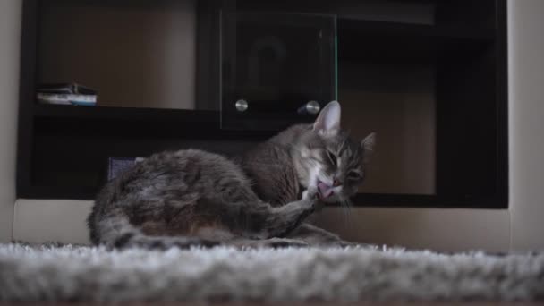 灰色の縞模様のふわふわの猫が長い舌で足を舐めます。ウールをしっかり舐めてきれいな猫。猫は床にカーペットの上に横たわる - 映像、動画