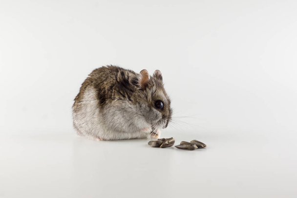 little gray hamster eats on a white background - Photo, Image
