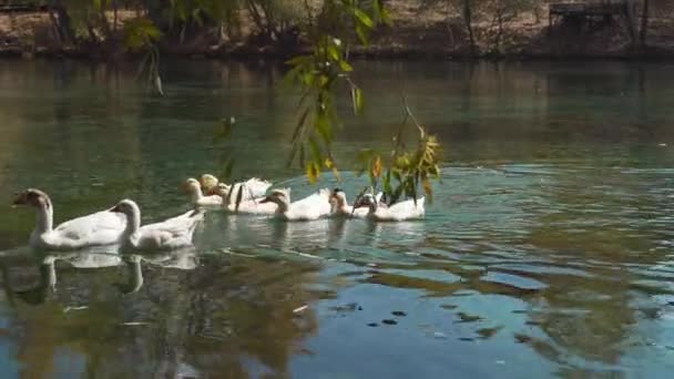 Anatre galleggianti sul lago Gokpinar a Sivas. Filmati 4K in Turchia - Filmati, video