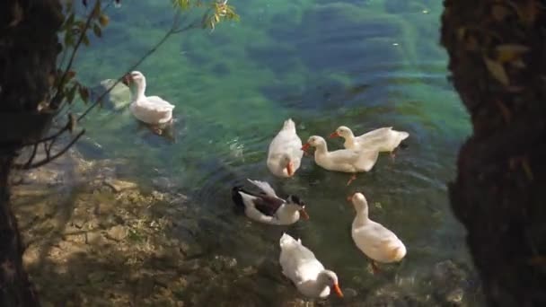 Anatre galleggianti sul lago Gokpinar a Sivas. Filmati 4K in Turchia - Filmati, video