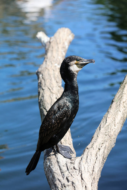 Great Cormorant (Phalacrocorax carbo) also called Double-Crested Cormorant closeup - Photo, Image